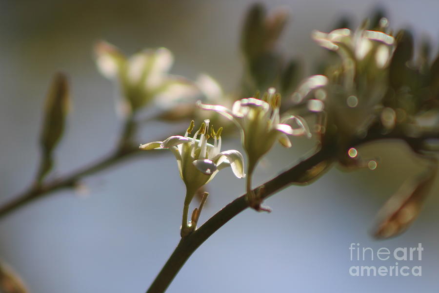 Flower Photograph - Hesperaloe Parviflora Flower Closeup by Colleen Cornelius