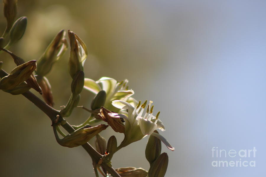 Hesperaloe parviflora Flower in Sepia Tones Photograph by Colleen Cornelius