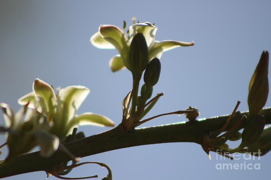 Hesperaloe parviflora Flower Natural in Desert Sun Photograph by Colleen Cornelius