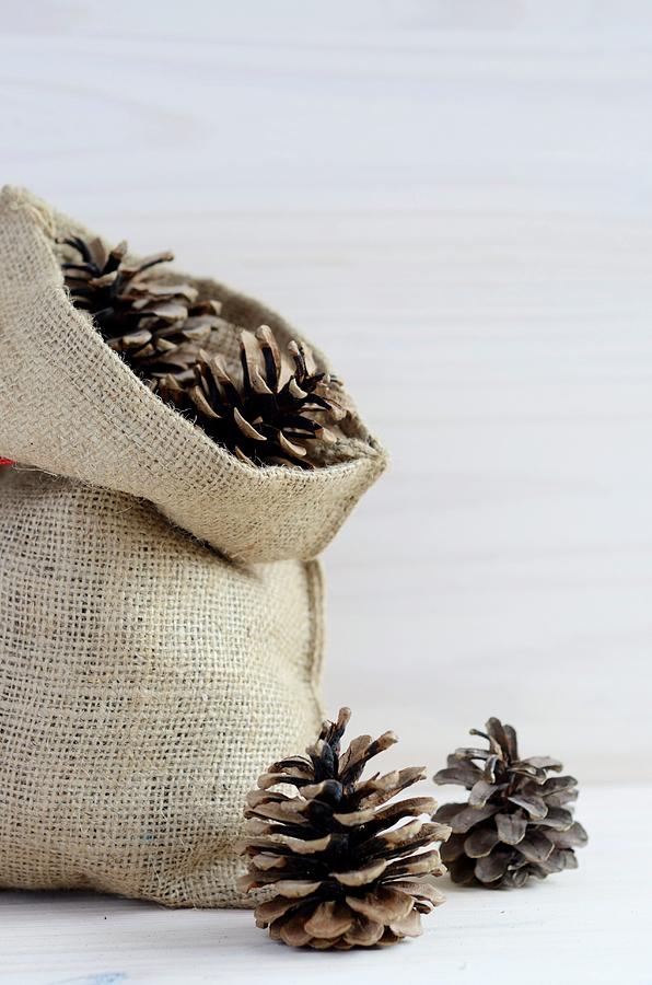 Hessian Sack Of Pine Cones Photograph by Sonia Chatelain