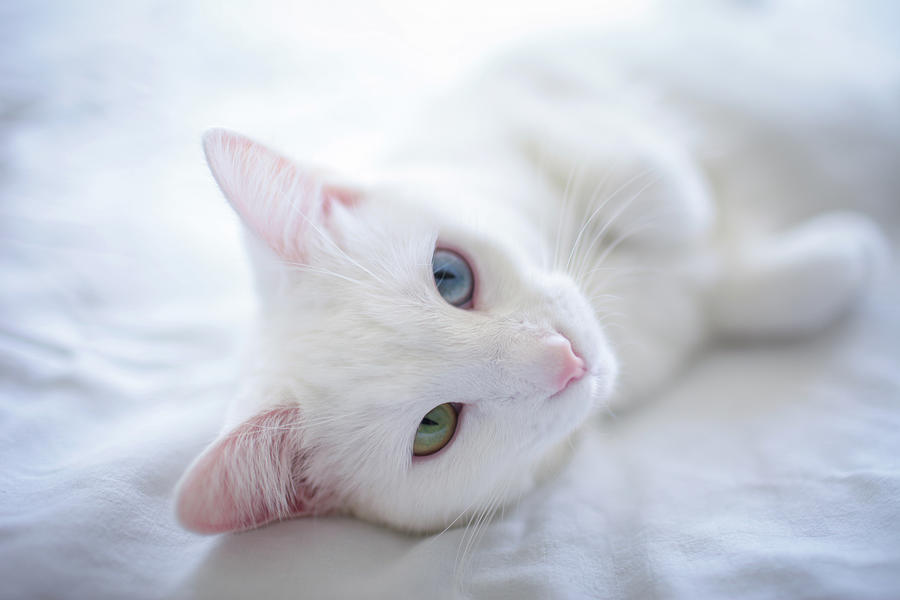 Heterochromia White Cat On Bed Photograph by By Dornveek Markkstyrn