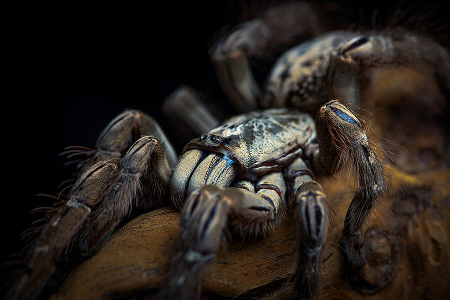 Spider Photograph - Heteroscodra Maculata by Michael Pankratz