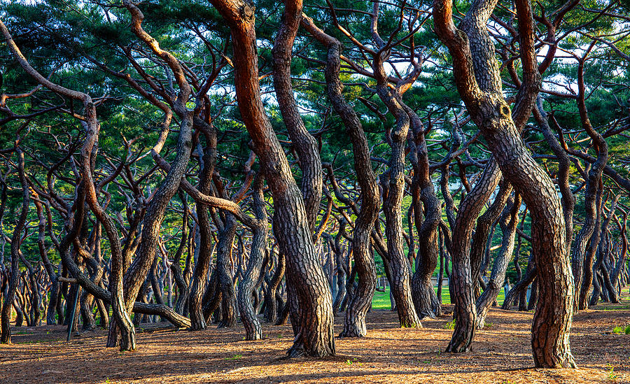 Heungdeok Pine Trees5 Photograph by Ryu Shin Woo