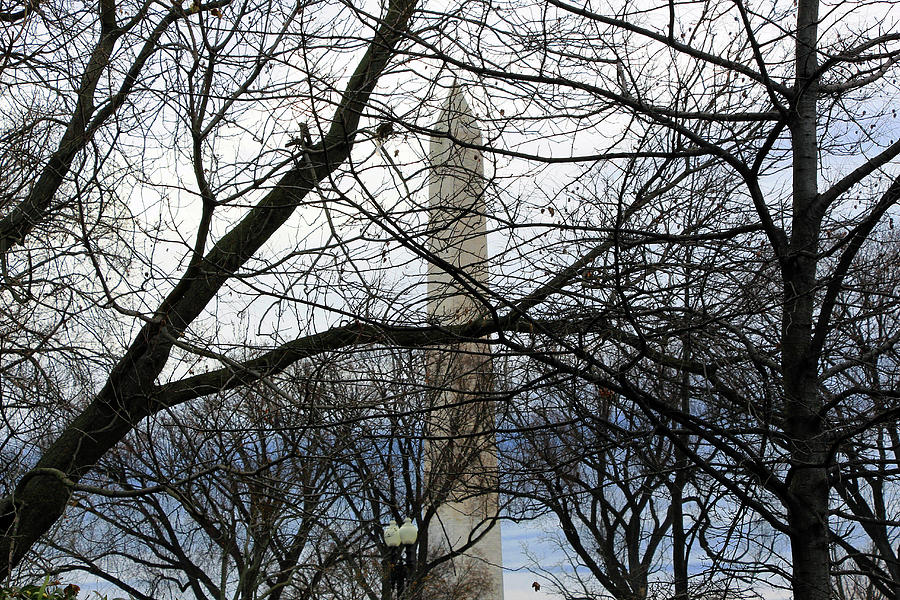 Washington Monument Behind Trees - 2 Photograph by Cora Wandel