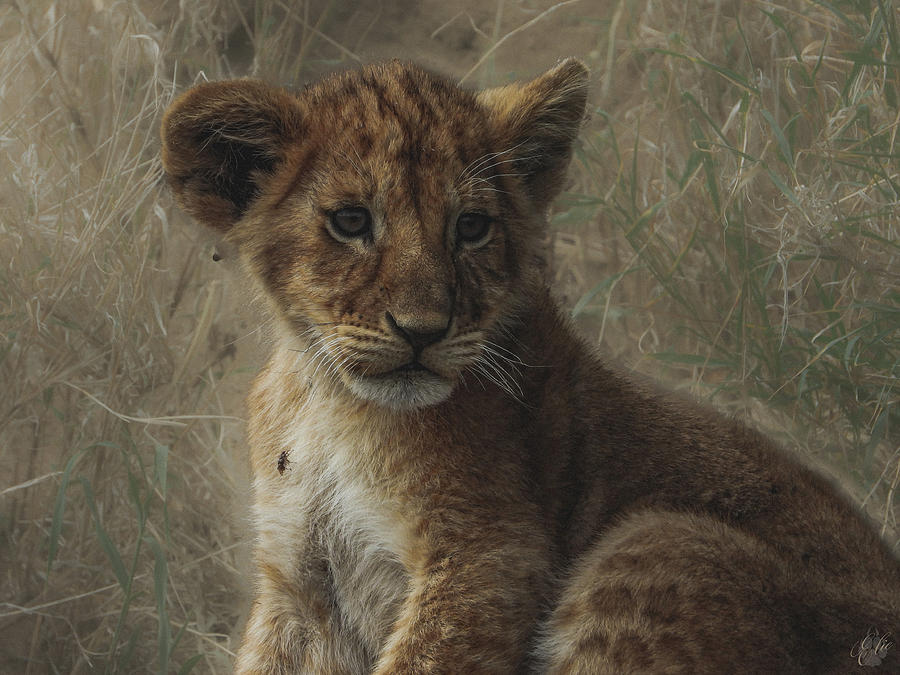 Lion Photograph - Hey Simba by Elie Wolf Lion Photograph - Hey Simba by Elie Wolf