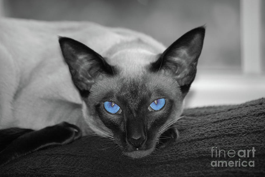 Hey There Blue Eyes - Siamese Cat Photograph by Flippin Sweet Gear
