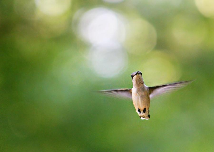 Hummingbird Photograph - Hi by Candice Trimble Hummingbird Photograph - Hi by Candice Trimble