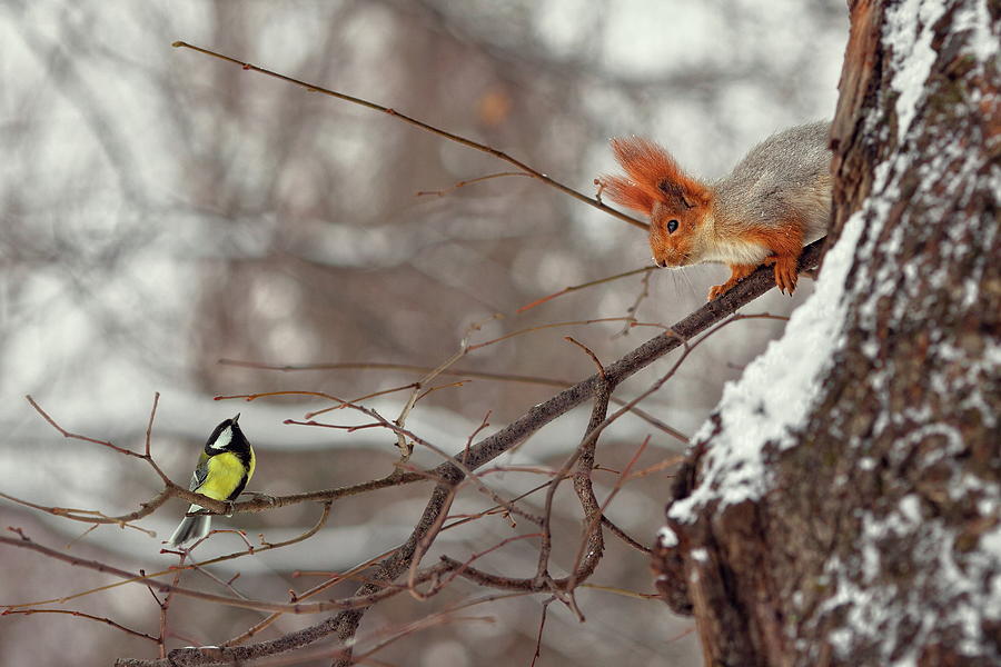 Winter Photograph - Hi by Dmitry Laudin