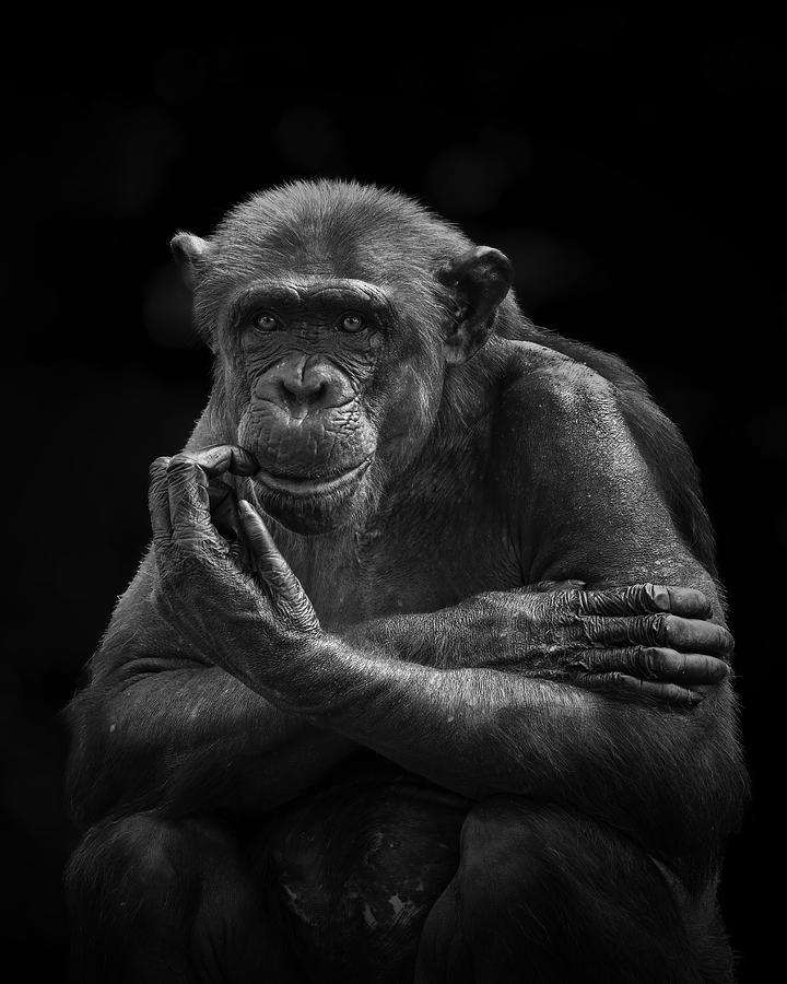 Hi I Am Chimpanzee Photograph by Twee Liang Wong - Fine Art America