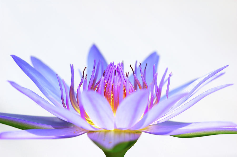 Hi-key Lotus Photograph by Pailoolom Hi-key Lotus Photograph by Pailoolom