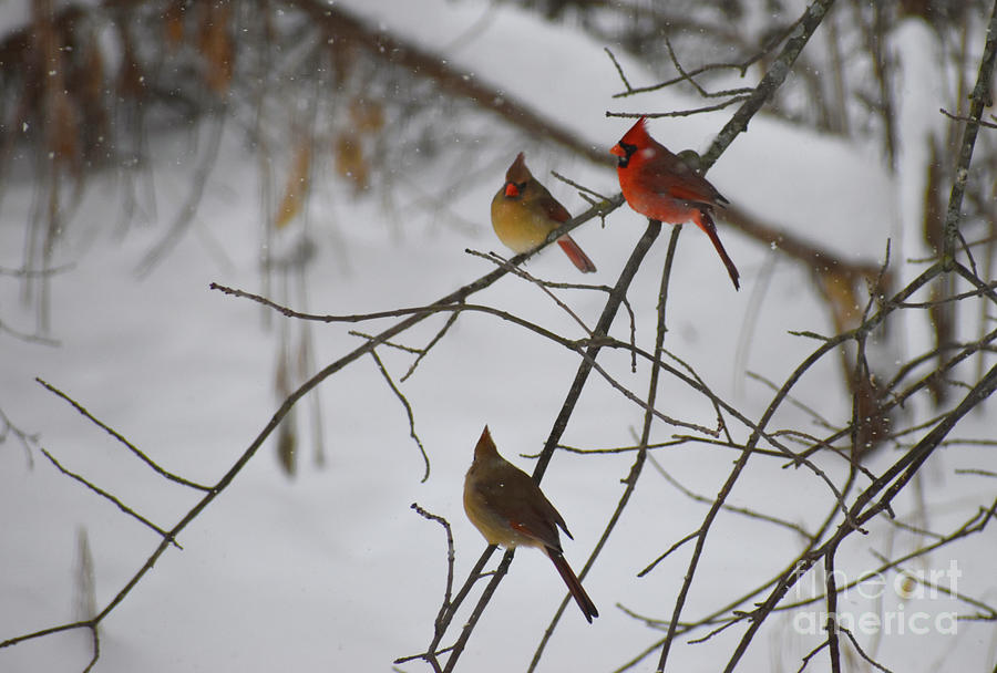 Cardinal Photograph - Hi Ladies by Cheryle Gannaway