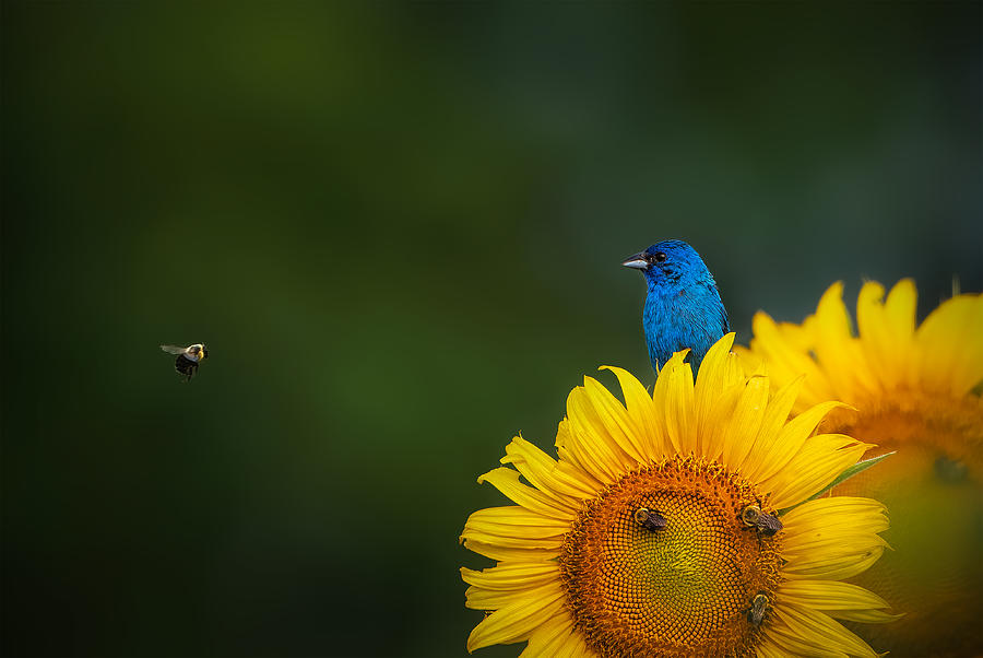 Sunflower Photograph - Hi There by Ruiqing P.
