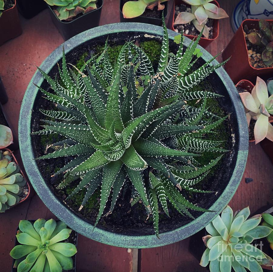 Haworthia  Photograph by HD Connelly
