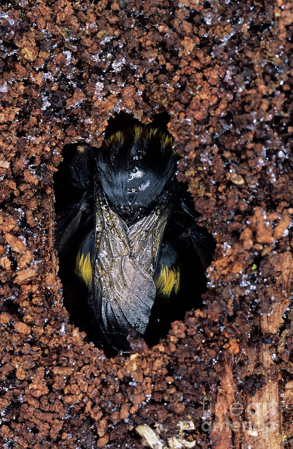 Hibernating Bee By Dr John Brackenbury Science Photo Library