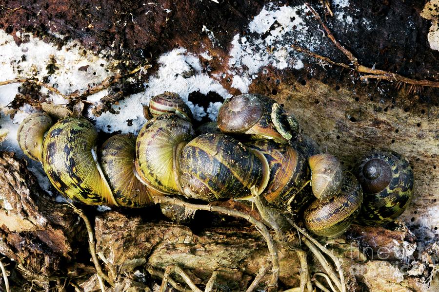 Winter Photograph - Hibernating Garden Snails by Dr Keith Wheeler/science Photo Library