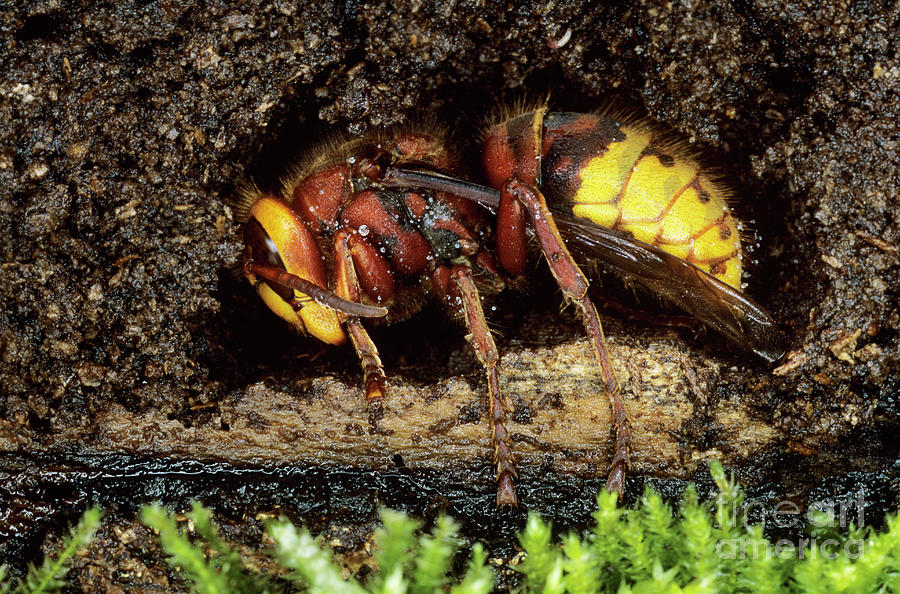Hibernating Hornet Photograph by Dr. John Brackenbury/science Photo Library