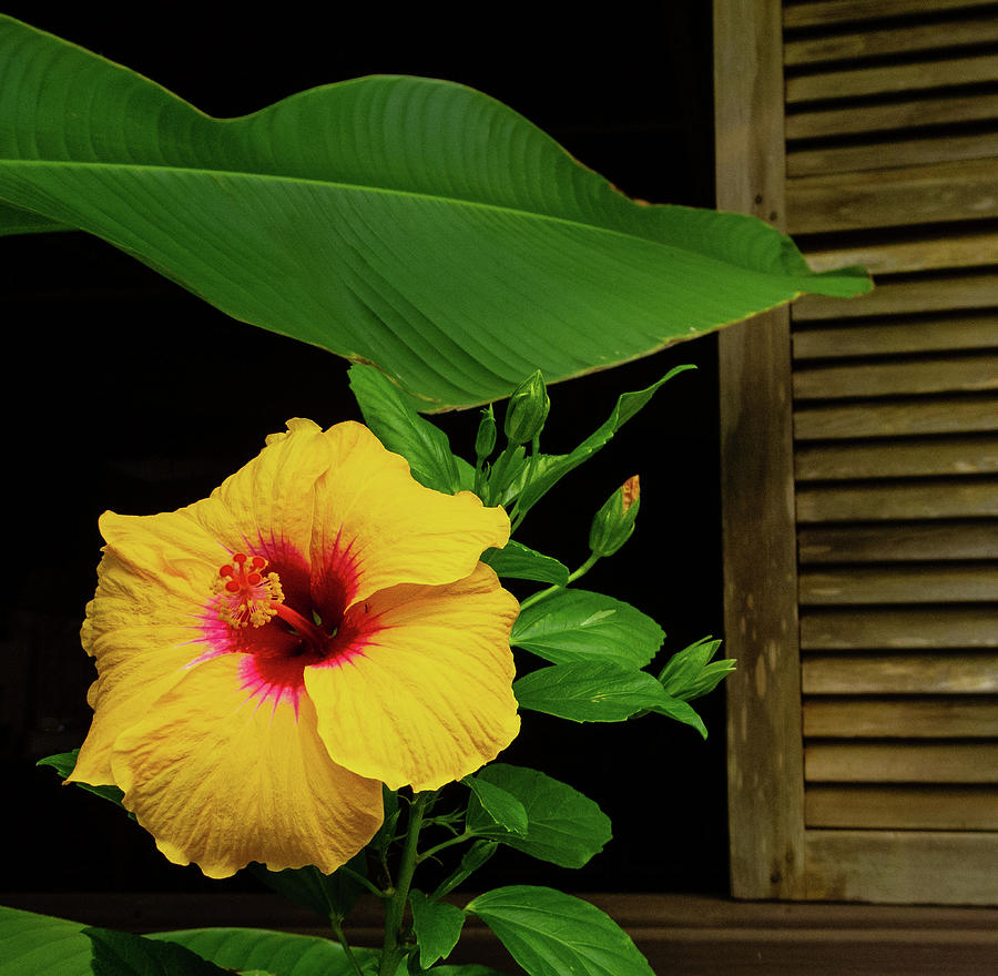 Hibiscus and Shutter Photograph by Doug Davidson