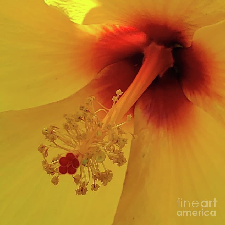 Hibiscus Photograph by Anita Adams