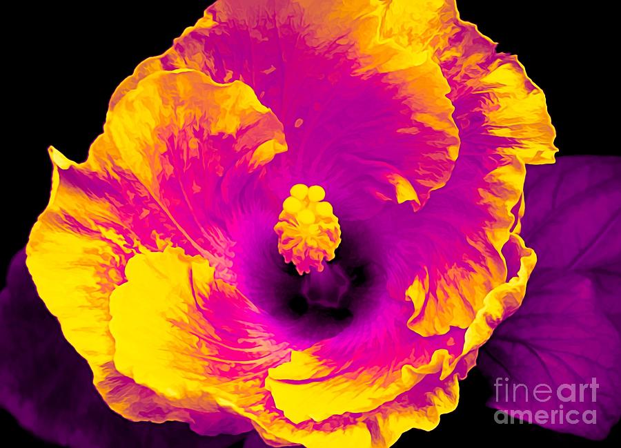 Hibiscus at Lamberton Conservatory in Rochester New York with Ametrine Effect Photograph by Rose Santuci-Sofranko
