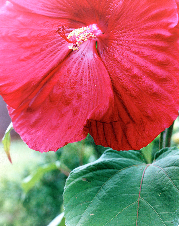 Flower Photograph - Hibiscus by Audrey
