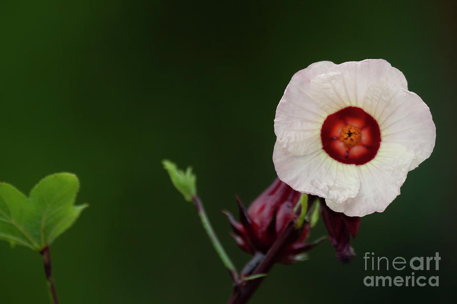 Hibiscus blooms in white  Photograph by Ruth Jolly
