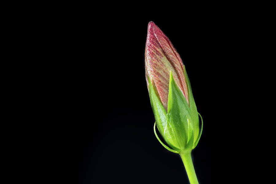 Hibiscus Bud In Morning Light Photograph