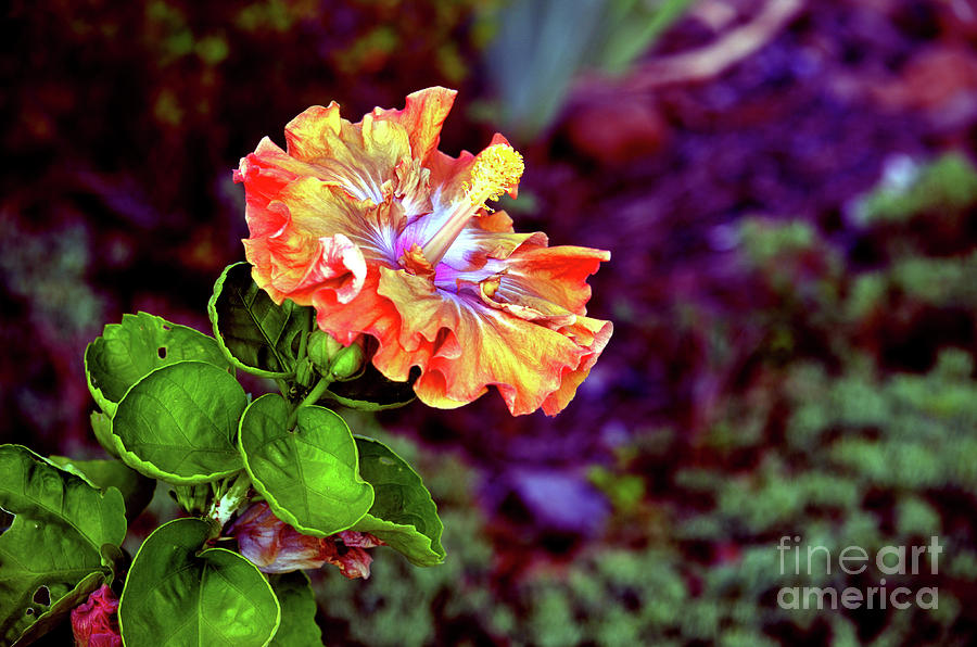 Hibiscus Cajun Style Photograph by Linda Cox