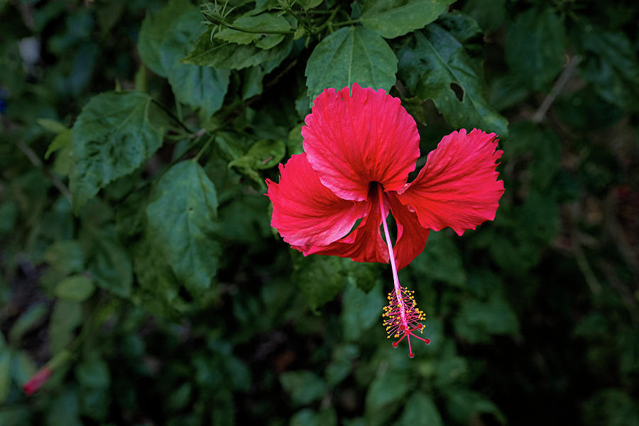 Hibiscus Photograph by Catherine Reading