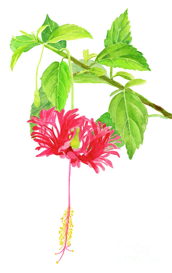 Coffee Painting - Hibiscus Chinese Red Lantern on White by Sharon Freeman