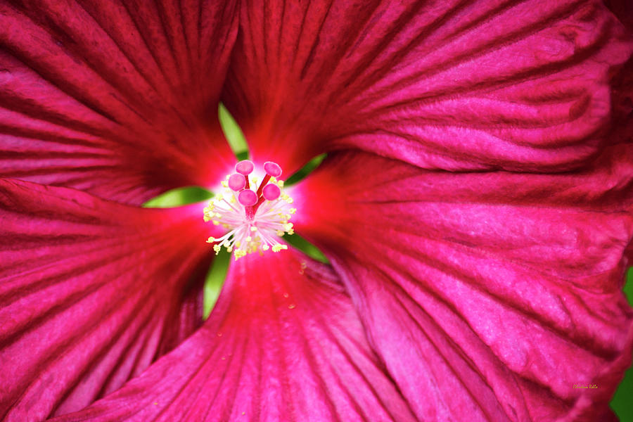 Hibiscus Photograph by Christina Rollo