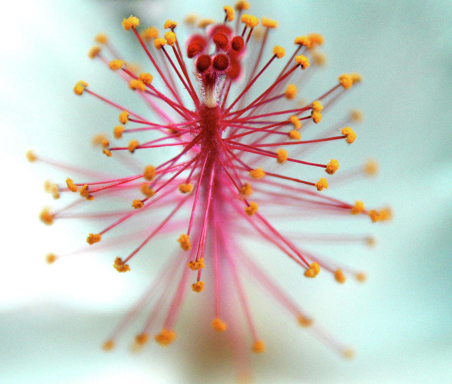 Hibiscus Closeup Photograph by © Rick Elkins