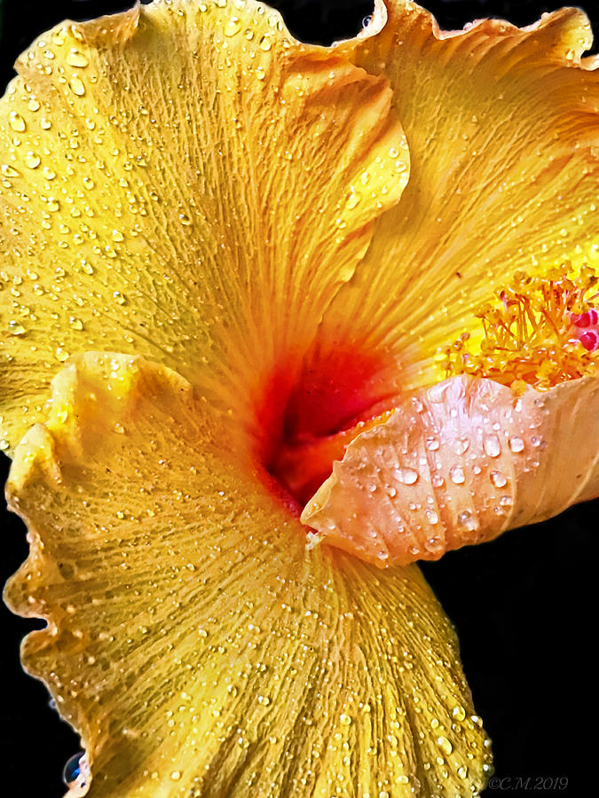 Hibiscus Embrace Photograph by Catherine Melvin