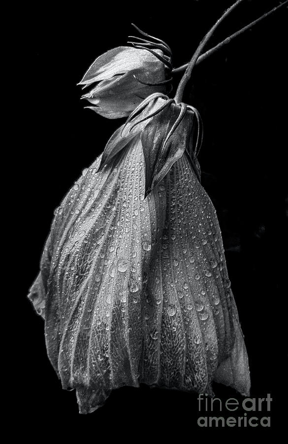 Hibiscus Evening Wear in Black and White Photograph by James Aiken