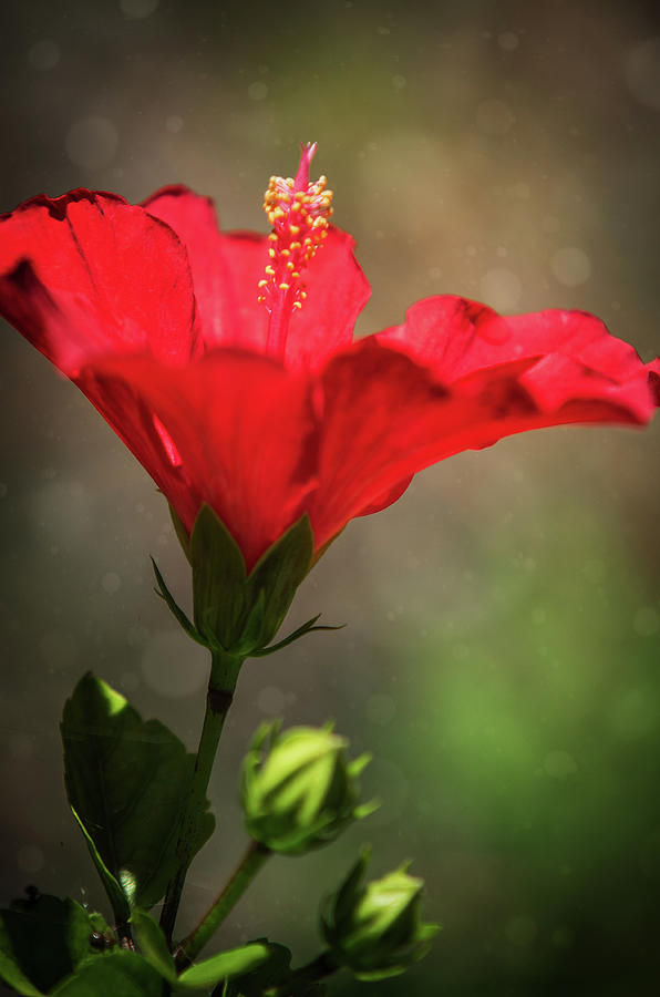 Hibiscus Flower Photograph by Carlos Caetano