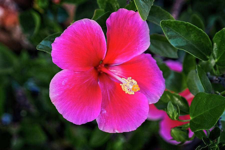 Hibiscus Flower Photograph by Catherine Reading