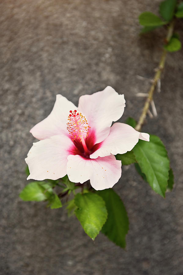 Hibiscus Flower Photograph by Johner Images