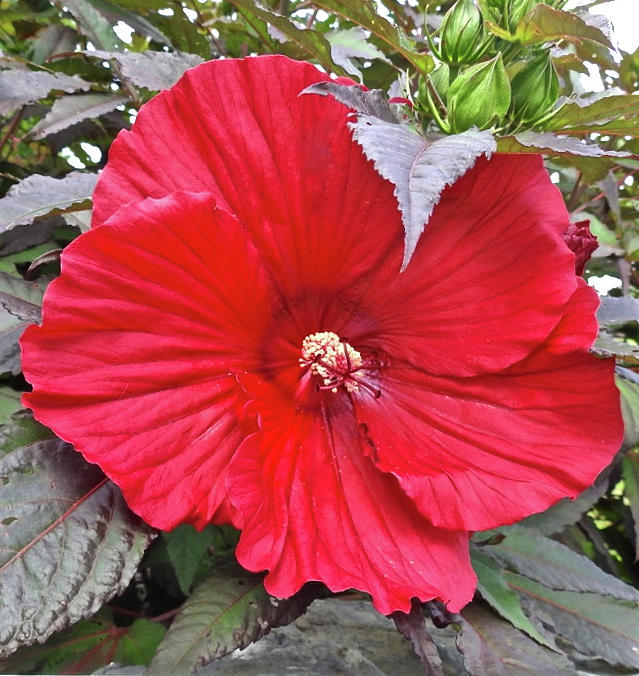 Hibiscus Flower Photograph by Kathy Chism