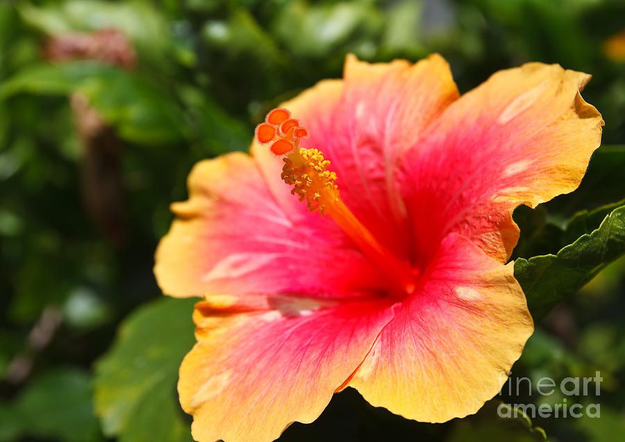 Beauty Photograph - Hibiscus Flower Pollen by Photonewman Beauty Photograph - Hibiscus Flower Pollen by Photonewman