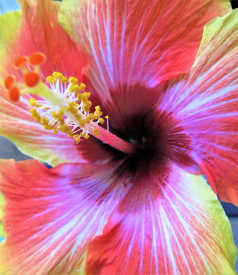 Hibiscus flower with deep green leaves Photograph by Nadine Mot ...