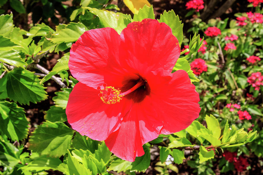 Hibiscus in Hawaii Photograph by Dawn Richards