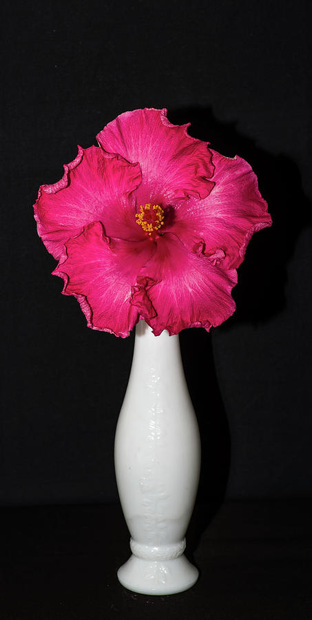 Hibiscus in vase Photograph by Thomas Whitehurst