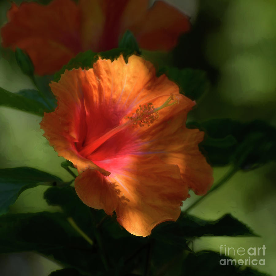 Hibiscus Photograph by Kathy Baccari