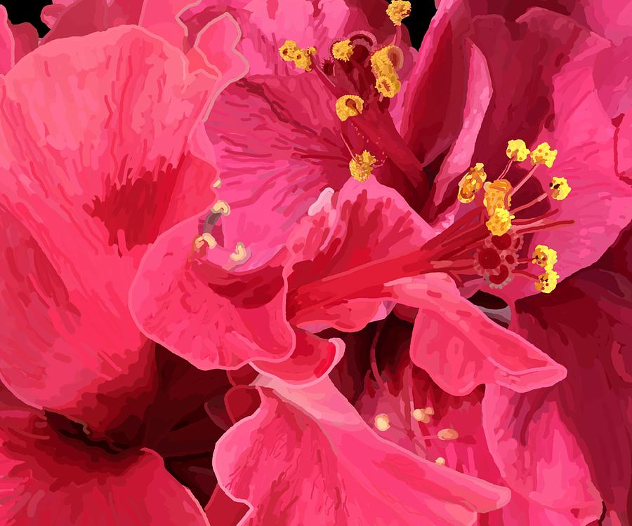 Hibiscus Large Pink Double by Joan Stratton Hibiscus Large Pink Double by Joan Stratton