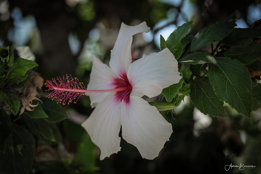 Hibiscus Light Photograph by Aaron Burrows