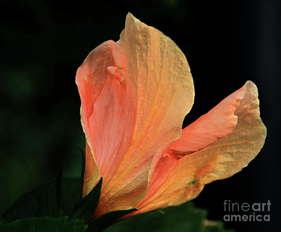 Hibiscus Opening Photograph by Elaine Manley
