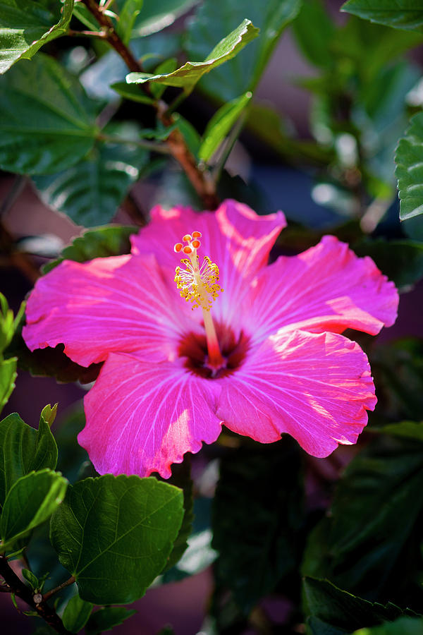 Hibiscus Painted Lady 125 Photograph by Rich Franco