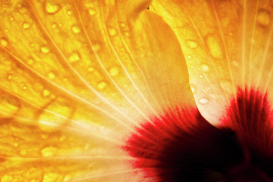 Nature Photograph - Hibiscus Petals by Christopher Johnson