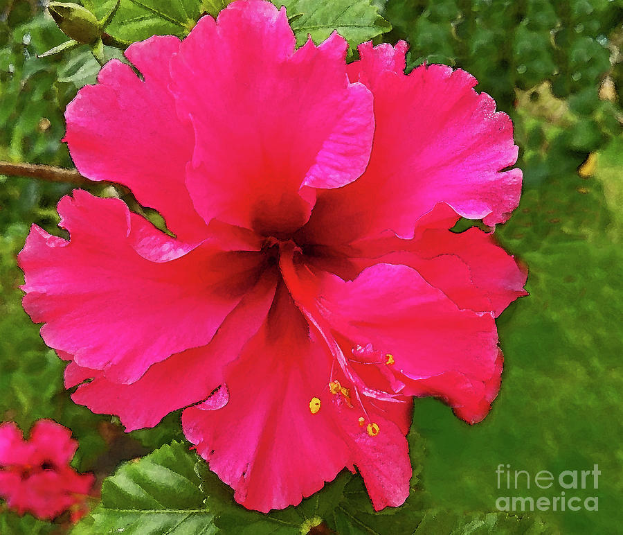 Hibiscus Pink 300 Painting