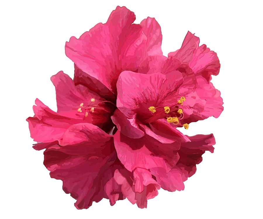 Hibiscus Pink Double Drawing by Joan Stratton