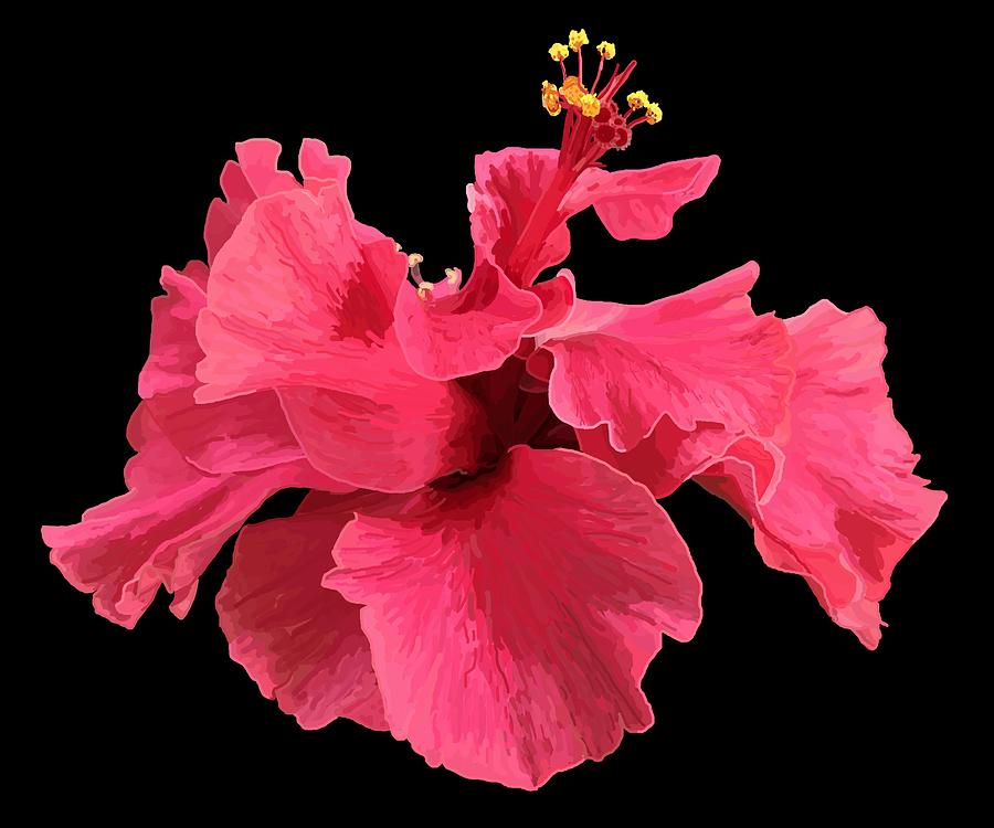 Hibiscus Pink in Black Drawing by Joan Stratton